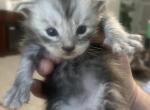 George Meowington - Maine Coon Kitten For Sale - 