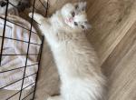 Gaston - Ragdoll Kitten For Sale - 