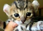 Family Litter - Highlander Kitten For Sale - Northridge&comma; CA&comma; US