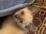 Balinese Boy Red collar blue point - Balinese Kitten For Sale - Wayland&comma; MA&comma; US