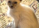 Balinese Boy Red collar blue point - Balinese Kitten For Sale - 