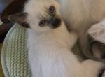 Balinese Girl Purple collar seal point - Balinese Kitten For Sale - Wayland&comma; MA&comma; US