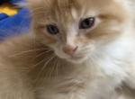 Kuku - Maine Coon Kitten For Adoption - Kearney&comma; NE&comma; US