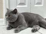 Pamela - British Shorthair Cat For Sale - FL&comma; US
