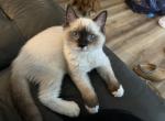 Percy - Ragdoll Kitten For Sale - San Diego&comma; CA&comma; US