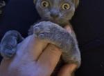 Bluey - Devon Rex Kitten For Sale - 