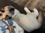 Percy - Ragdoll Kitten For Sale - San Diego&comma; CA&comma; US