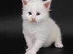 Diamond - Maine Coon Kitten For Sale - Champaign&comma; IL&comma; US