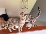 bonded brothers - Bengal Kitten For Sale - Allen&comma; MI&comma; US