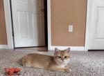 Simba - Scottish Straight Kitten For Sale - PA&comma; US