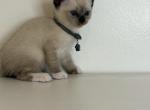 Gray Collar - Siamese Kitten For Sale - Meadville&comma; PA&comma; US