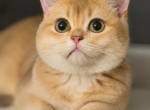 Mica - British Shorthair Kitten For Sale - 