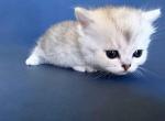 Edward mini  munchkin silver shaded short leg - Munchkin Kitten For Sale - CA&comma; US