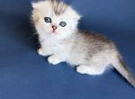 Evangeline mini munchkin fold girl short legs - Munchkin Kitten For Sale - CA&comma; US