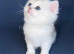 Evan silver shaded chinchilla british shorthair - British Shorthair Kitten For Sale - CA&comma; US