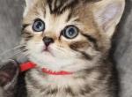 Precious Paws - British Shorthair Kitten For Sale - Bellingham&comma; WA&comma; US