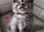 Whiskers Kittens - British Shorthair Kitten For Sale - Bellingham&comma; WA&comma; US