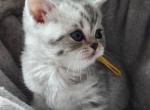 Whiskers Litter - British Shorthair Kitten For Sale - 