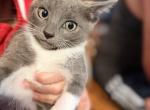 Russian Blue and Siamese male - Domestic Kitten For Sale - Citrus Heights&comma; CA&comma; US