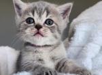 Whiskers Empire - British Shorthair Kitten For Sale - Bellingham&comma; WA&comma; US