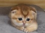 Scottish - Scottish Fold Kitten For Sale - Oakland&comma; CA&comma; US