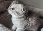 Boss - Scottish Fold Kitten For Sale - Bellingham&comma; WA&comma; US