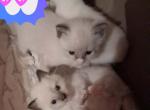 Crystals kittens - Siamese Kitten For Sale - Carrollton&comma; TX&comma; US