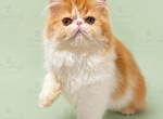 Peele - Persian Kitten For Sale - 