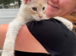 Cream Male - Maine Coon Kitten For Sale - 