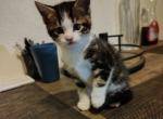 Mandy - American Shorthair Kitten For Adoption - AZ&comma; US