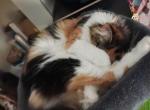 Sasha - Maine Coon Cat For Sale - Lancaster&comma; OH&comma; US