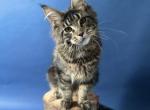 Misty - Maine Coon Kitten For Adoption - 