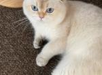 Charlie - Scottish Fold Kitten For Adoption - 