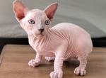 Felix - Sphynx Kitten For Adoption - 