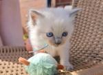 Molly - Ragdoll Kitten For Adoption - PA&comma; US