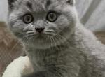 Daisy - British Shorthair Kitten For Adoption - PA&comma; US