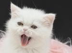 Exotic  doll face female girl - Exotic Kitten For Sale - Palm Coast&comma; FL&comma; US