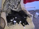 Lightnings Kittens - Domestic Kitten For Sale - Gilbertville&comma; MA&comma; US