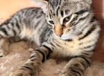 becky - Savannah Kitten For Adoption - FL&comma; US