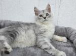 Jasmine Reserved - Maine Coon Kitten For Sale - IN&comma; US