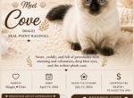 COVE Seal Point - Ragdoll Kitten For Sale - 