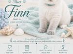 FINN Blue point Mitted - Ragdoll Kitten For Sale - Mount Joy&comma; PA&comma; US