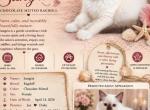 Sangria chocolate Mitted with white above her lips - Ragdoll Kitten For Sale - Mount Joy&comma; PA&comma; US