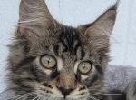 Atlas - Maine Coon Kitten For Sale - IN&comma; US