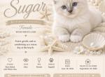 Sugar - Ragdoll Kitten For Sale - Mount Joy&comma; PA&comma; US