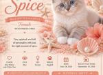 Meet Spice Featured on Pearls Ragdolls - Ragdoll Kitten For Sale - Mount Joy&comma; PA&comma; US