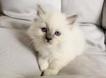 Rosie - Ragdoll Kitten For Sale - 
