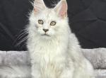 Grace - Maine Coon Kitten For Sale - IN&comma; US