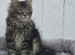 Leo - Maine Coon Kitten For Sale - IN&comma; US