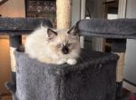 REEF Seal Mitted - Ragdoll Kitten For Sale - Mount Joy&comma; PA&comma; US